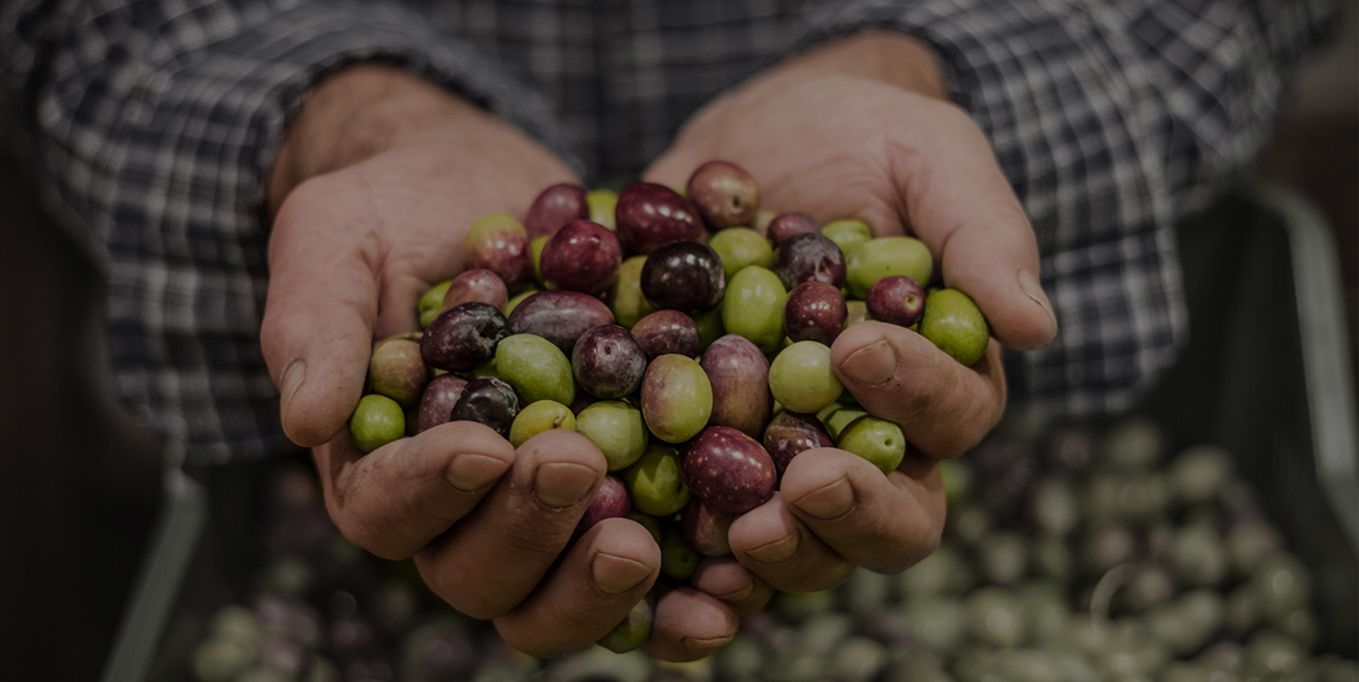 Finca Nebot — foto 4