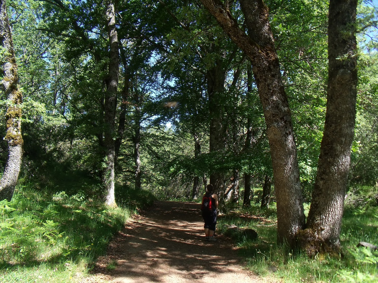 Hayedo de Montejo — foto 2